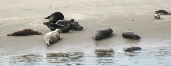 Photo of seals.